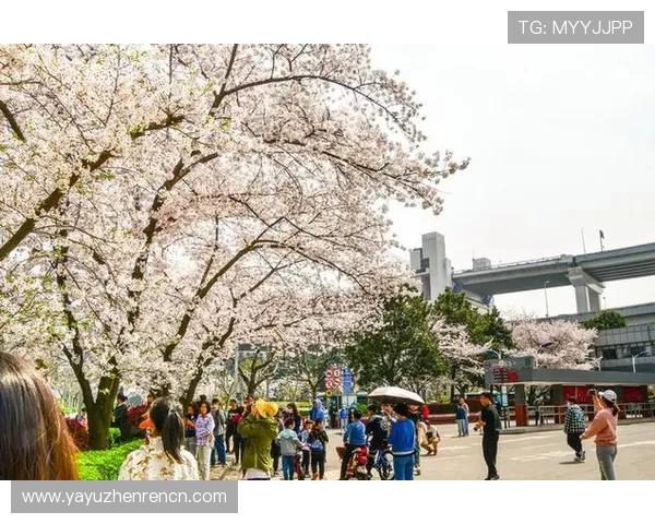三株路下注技巧全解析：掌握关键策略实现游戏中稳步获胜的方法